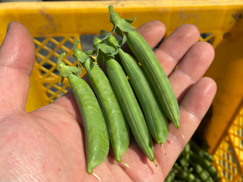 甘味の強い固定種野菜！『スナップエンドウ』 (400g)