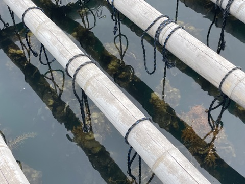 🦪【期間限定サービス】3kg（＋1個）クセが少なく旨み濃厚！生食OKの極上岩牡蠣「AZUL＋3」