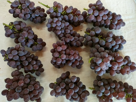 【家庭用】食べ応え抜群！キングデラ　1.8㎏（6～9房）