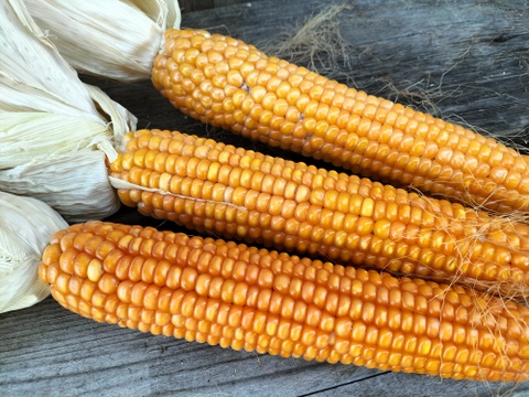 【自然栽培】甲州とうもろこしの粒　500g