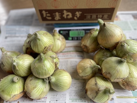 新玉ねぎ（七宝早生）：兵庫県産の七宝｜食べチョク｜産地直送