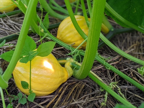 ほくほく甘〜いパンプキッズ&サラダかぼちゃコリンキー