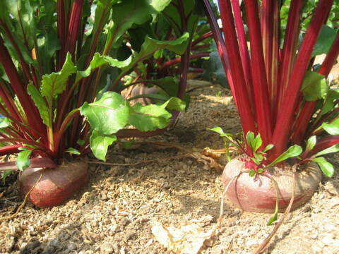 【2025年エコファーマー取得】瀬戸内よりお届け！愛媛県産ビーツ（デトロイトダークレッド）３㎏【約15~20個・サイズ混合・ご家庭用】葉っぱもお届けします！