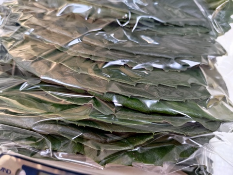 【晴れの国・岡山】農薬散布無し★肉厚の中国原産白枇杷（ビワ）の葉★長さ１８～２５ｃｍ位で揃えてお届けします！【５０枚入り】