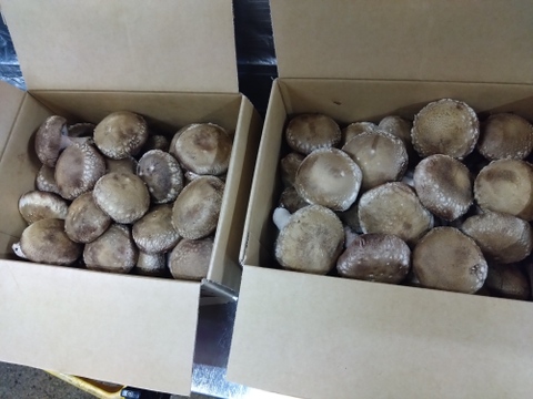 開いた膜でも旨みそのまま❗極旨しいたけ★【1,600g】