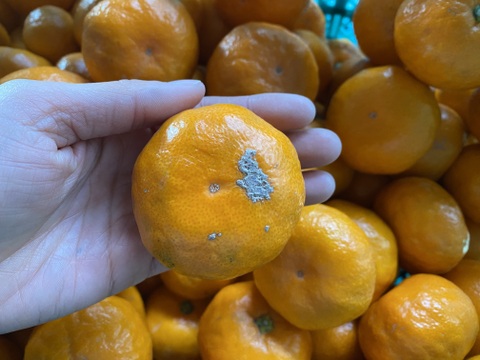 【訳アリ】"完熟貯蔵”ずっしり濃いコク！青島みかん🍊箱込み5ｋｇ