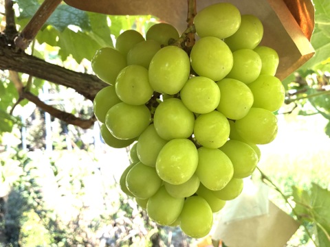 限定1:特大ビッグサイズ！1房約1200g☆山梨県産シャインマスカット贈答　ギフト　家庭用にも　予約②