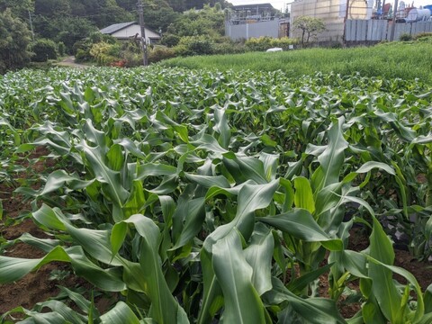 🌽日テレ出演で話題🌽市場に一切出回らない『糖化熟成ヤングコーン』ギリギリまで糖化させた超濃厚ヤングコーン🌽寛永鶴見ブランドお試し特価約1kg