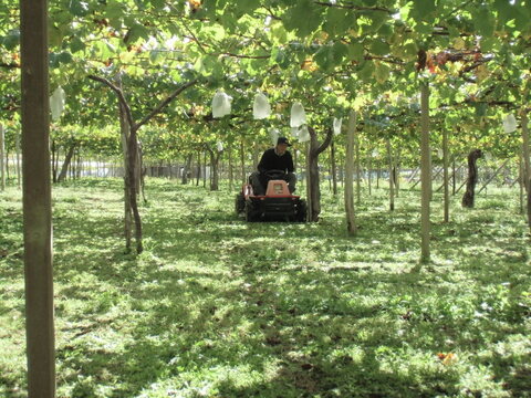 今だけ・完熟シャインマスカット2房（1ｋｇ）