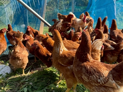 トウモロコシ不使用・こだわりの発酵飼料を食べた『あずさ』の平飼い卵6個入りパック×2個（12個）