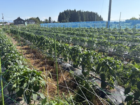 ※本日最終セール※【訳あり詰め合わせ】採れたてピーマン４kg