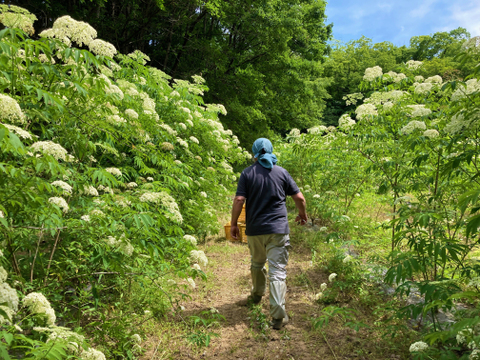 【初夏限定】手摘み生エルダーフラワー 100g｜自然栽培｜手作りコーディアル・シロップ・加工料理用　ご予約受付　発送5月下旬以降　短い季節だけの数量限定のお届け　初めて仕込む方にちょうどよい量です
