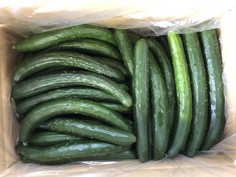 石井食品おまけ付　極旨秩父きゅうり良選【特別栽培、約２㎏】