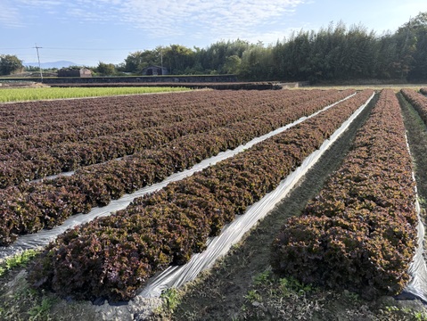 朝採り直送！　ボリュームたっぷり鮮やかサニーレタス！ 約4kg