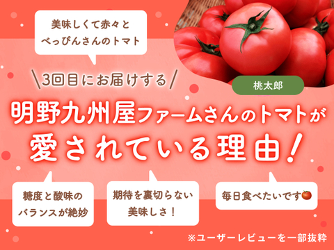 【食べチョク旬の食べ比べ便】プチぷよ/プチぷよグリーン🍅