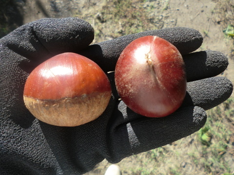 【甘さ２倍の極大粒　筑波栗】氷温貯蔵で甘い筑波栗　１セット限定 農薬不使用栽培　900g