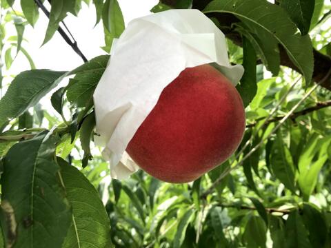 沖縄向【希少で美味しい桃 約4kg】自然に優しい化学農薬不使用栽培‼︎