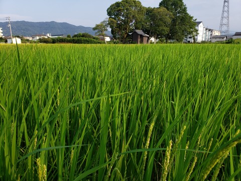 【自然栽培のお米】炊きあがりふわっ！と香る清流吉野川の恵みいっぱいのコシヒカリ（25kg）★玄米・白米・５分づき米選べます★