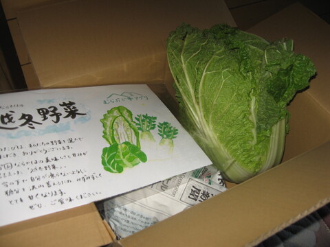 【銀世界が産んだ緑宝、雪中白菜のお届けに参りました。】　≪雪国で育まれた水分・甘みたっぷりの白菜≫　兵庫県香美町産「雪ぶとん白菜」（２玉箱入）