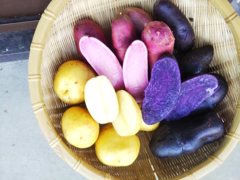 【新じゃが３種詰合せ】
赤いジャガイモ・黄金ジャガイモ・紫ジャガイモ
世界農業遺産ブランド野菜