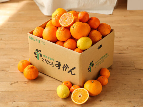 【食べ比べ】3～4種類の春みかん詰め合せ♪春かんきつお楽しみ箱【贈答用(特選品)】5kg zzz1-5