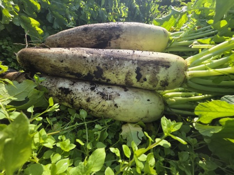 【同梱発送】自然栽培大根×ネギ