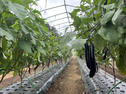 【朝採れ】秋なすとバジルの詰め合わせ5種【2-3人分】