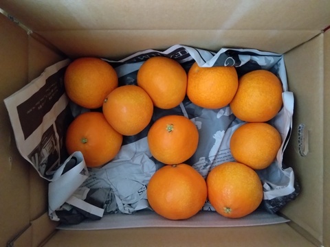 【訳ありだけど美味しさそのまま】まどんな 3kg 【ゼリーのようなプルプル食感】