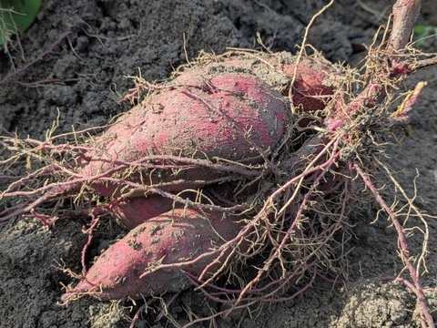【季節限定】鮮やかな紫色　紫芋（あやむらさき）1.9kg