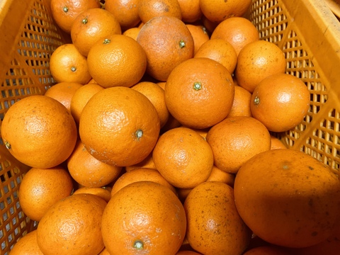 【期間限定！希少な柑橘】天草‐あまくさ‐【5㎏】