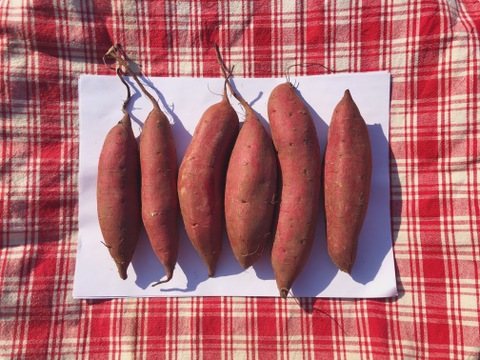 【日本一のさつまいも農家】焼き芋に最適な貯蔵1ヶ月小さめサイズ!茨城県産さつまいも(シルクスイート)S~Mサイズ5kg