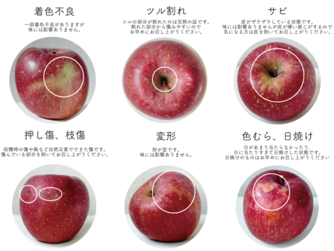 【先行予約】安定の美味しさ！ジューシーな「サンふじ」訳あり３kg（７〜10個）