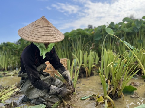 沖縄伝統野菜『田芋』親芋小芋セット