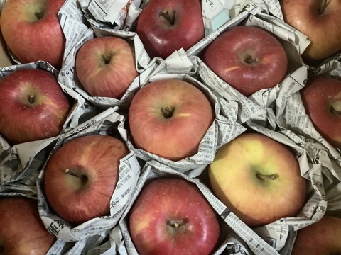 季節のリンゴ食べくらべ　訳あり家庭用（約9㎏）23～40玉
サンふじ、ゴールド、グラニーなど、2種類からお届け　
大きさ、形やキズなどで贈答用になれなかったりんごたちをバラ詰めで　信州長野県産