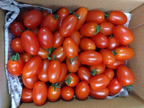 『訳ありA品・アイコ♪』1kg箱:ヘタあり・ヘタ無しランダム♪ちょうどいい酸味と甘味あり満足