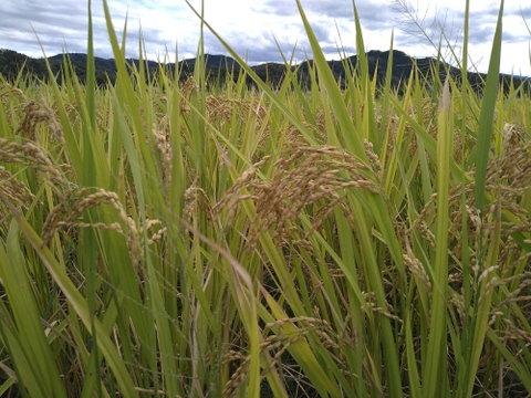 自然栽培　草との闘いに勝ち抜いた令和７年産あきたこまち新米９kg　人と土にやさしい栽培方法　農薬も除草剤も不使用　肥料不使用でゆっくり成長したから、小粒でも土の中の様々な栄養を吸収していると思います