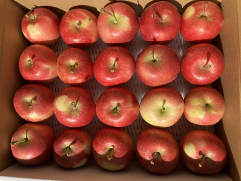 りんご飴や丸かじりに🍎超希少品種「安祈世」極小玉2kg　農薬50%減・化学肥料不使用で皮ごと安心✨