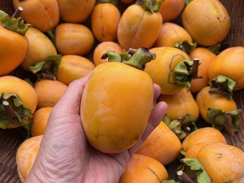 【干し柿用枝付き西条柿・干し柿専用紐付き】農薬・肥料不使用、自然栽培の渋柿。大小不揃い。３.５キロ以上(箱に入る限りお入れします。干し柿専用紐付き)