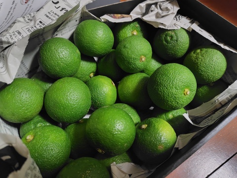 おうちで楽しむカボス(2kg)