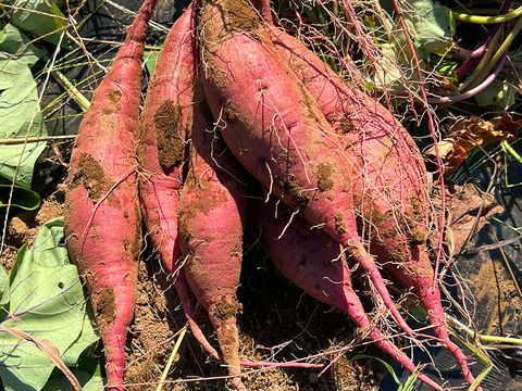 〇秋の収穫祭〇 【送料相当分値引き中】熟成してから仕上げた とろける干し芋『蜜千姫』セット100gx5p