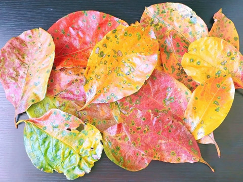 【秋の風情】自然のまま採取！色鮮やかな「紅葉した柿の葉」30枚（10枚×3）
