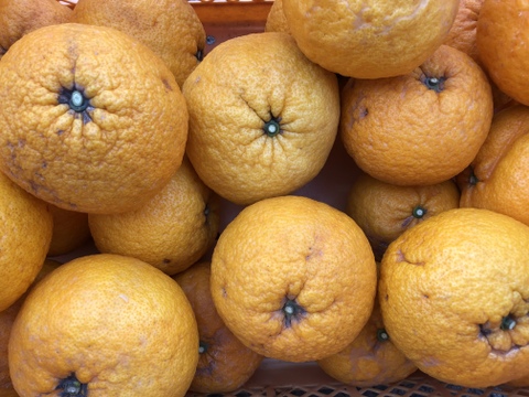 博多湾 能古島育ち!甘夏(5kg)