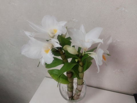 【アワード受賞福袋】箱いっぱいの蘭・フォーミディブル＆ミニシンビジウムの切り花❁⃘*.ﾟいろんな蘭が楽しめるお楽しみ福箱