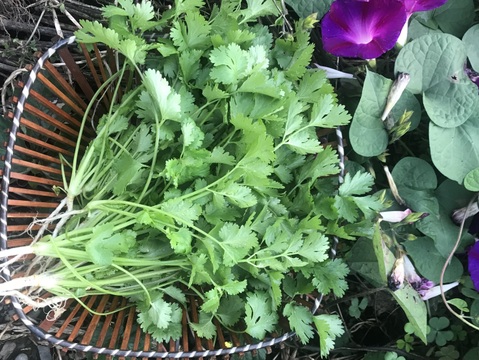 新鮮パクチー/コリアンダー　クール便直送