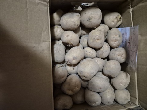 【「ニノさん」にて紹介されたお芋】訳ありじゃがいも　キタアカリ　10㎏