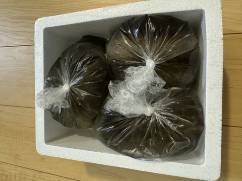 漁師直送！！青ナマコ 海鼠（なまこ）1kg（4〜7個）【大阪最南端 岬町産】