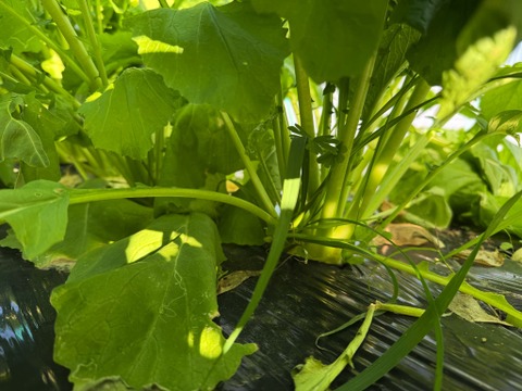 【カレンダー付】絶品！とくうま秋冬野菜１０〜１２品セット＜１１月発送分＞