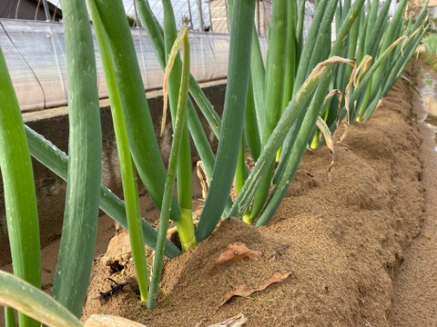 【農薬不使用食材/詰め合わせ小セット】令和7年産 コシヒカリ 白米 2kg+里芋500g+ミニ大根2本+長ネギ2本+たまご10個