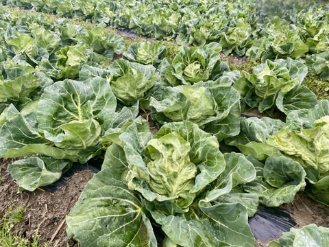 ふんわ～り♥優しい味わい春キャベツ6玉（本州の方限定）