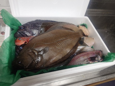 午前中水揚げ【未利用魚🐟】丁寧に下処理し当日発送！7月まで！